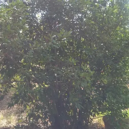Tatil Evi Casa Monika Pula